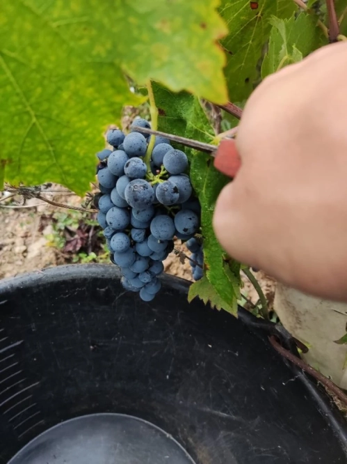 Winobranie 2026 Francja