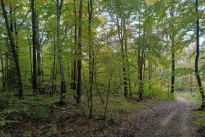 Las - 6 hektarów