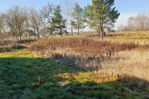 Działka w Pogórskiej Woli